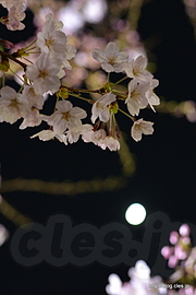 月と夜桜 - 桜咲く千鳥ヶ淵 2015