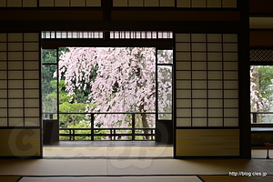 ２階客間からのしだれ桜 - 安田楠雄邸のしだれ桜が今年も見頃に