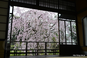 満開のしだれ桜 - 安田楠雄邸のしだれ桜が今年も見頃に