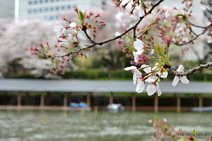 桜はほぼ終わり - 桜の花びら舞う千鳥ヶ淵でボートに乗る