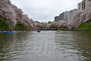 千鳥ヶ淵のボート上から - 桜の花びら舞う千鳥ヶ淵でボートに乗る