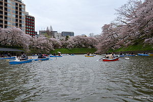 千鳥ヶ淵のボートは大混雑 - 桜の花びら舞う千鳥ヶ淵でボートに乗る