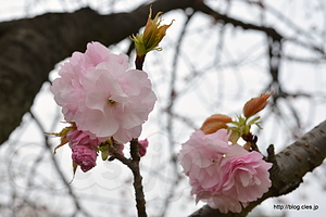 八重桜は咲始め - 浜離宮の桜と菜の花の絨毯