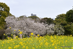菜の花の絨毯とさくら - 浜離宮の桜と菜の花の絨毯