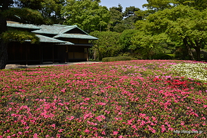 諏訪の茶屋とつつじ - 皇居東御苑のつつじ