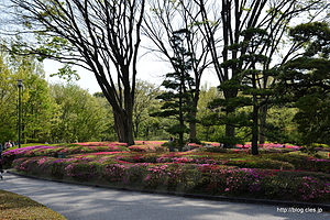 二の丸庭園のつつじ - 皇居東御苑のつつじ