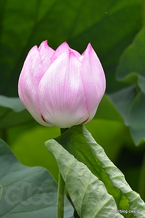 ハスの花 - 不忍池のハスが咲き始めた