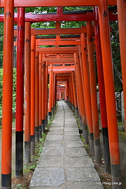 乙女稲荷神社の千本鳥居 - 根津神社