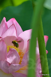 ハスの花と蜂 - 不忍池のハスが見頃に