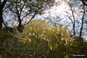 白い曼珠沙華 - 権現堂公園の曼珠沙華 2015