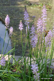 ツルボ - 権現堂公園の曼珠沙華 2015