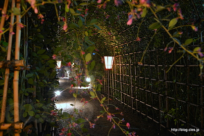 萩のトンネル - 向島百花園の月見の会でゆったりお月見