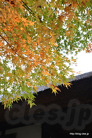 E1 天明家前のもみじ - 江戸東京たてもの園「紅葉とたてもののライトアップ」2015