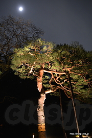 松と月 - 六義園 「紅葉と大名庭園のライトアップ」2015