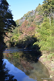見頃はもう少し先？ - 養老渓谷 弘文洞跡付近の紅葉