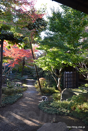 サンルームからの庭 - 旧安田楠雄邸庭園の紅葉 2015
