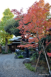 入口の紅葉 - 旧安田楠雄邸庭園の紅葉 2015