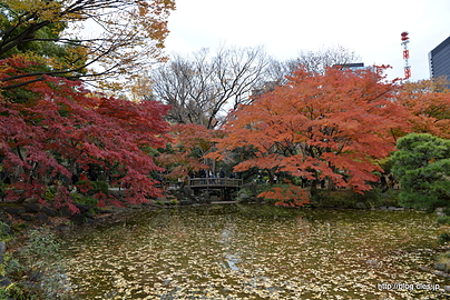 心字池の紅葉 - 日比谷公園の紅葉 2015