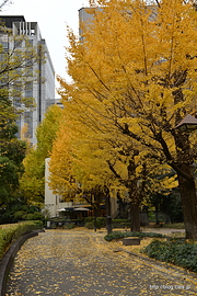 いちょう並木 - 日比谷公園の紅葉 2015