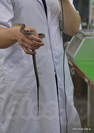 ヤマカガシ - 群馬にある蛇専門研究機関「スネークセンター」