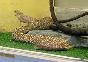 ウラコアガラガラヘビ - 群馬にある蛇専門研究機関「スネークセンター」