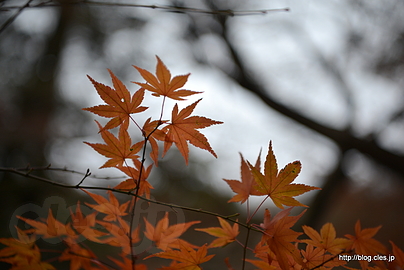 晩秋の紅葉 - グンマーの秘境 洞窟観音