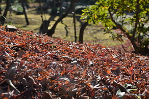 紅葉の絨毯 - 小石川後楽園の光圀梅