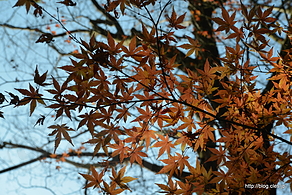 紅葉 - 小石川後楽園の光圀梅