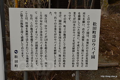松田町寄ロウバイ園の由来 - 松田町寄のロウバイまつり