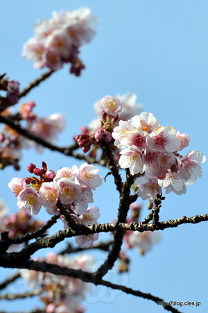 寒桜は２分咲き - 上野公園では寒桜が咲いている