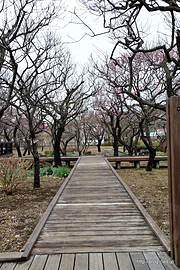 梅園内はウッドデッキ - 大谷田公園で観梅