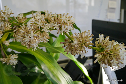 幸福の木の花 - 幸福の木が開花