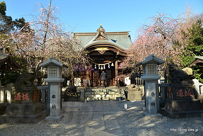 拝殿 - 牛天神 北野神社で観梅