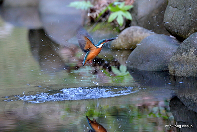 水面から飛び立つカワセミ - 小石川後楽園のハンター、カワセミにリベンジ