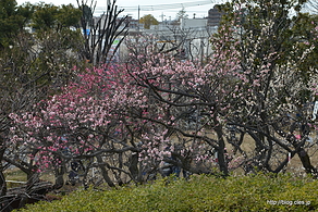 園内の様子 - せたがや梅まつりの羽根木公園へ