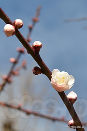 白牡丹梅 - せたがや梅まつりの羽根木公園へ