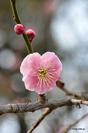くれはしだれ梅 - せたがや梅まつりの羽根木公園へ