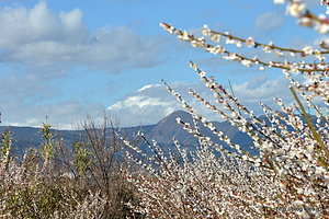 中河原梅林の白梅と富士山 - 小田原梅まつり 2015 （中河原梅林編）