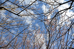 白梅と青空 - 小田原梅まつり 2015 （中河原梅林編）
