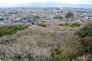 山の中腹から曽我梅林を一望 - 小田原梅まつり 2015 にいってきた
