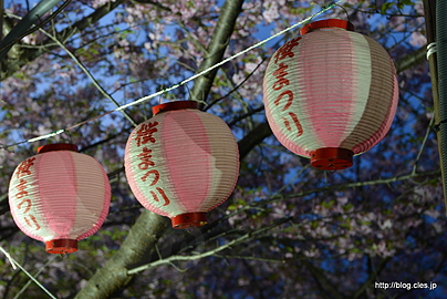 桜まつりの提灯 - 三浦海岸桜まつりのライトアップ