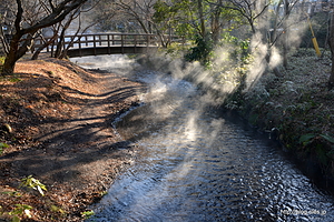 朝霧？温泉の湯気？ - 朝の金鱗湖