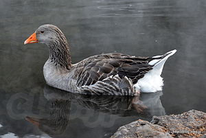 湖の水鳥 - 朝の金鱗湖