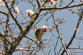 梅とメジロ - 宇佐神宮の境内めぐり