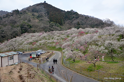 全景 - 高尾梅郷梅まつり（木下沢梅林編）