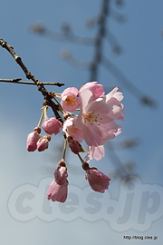 しだれ桜の花 - 小石川後楽園のしだれ桜