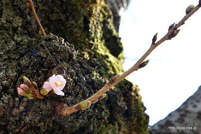 ソメイヨシノ - 小石川後楽園のしだれ桜