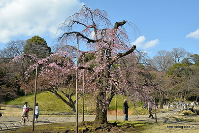 しだれ桜 - 小石川後楽園のしだれ桜