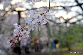 夕日としだれ桜 - 六義園「しだれ桜と大名庭園のライトアップ」2016