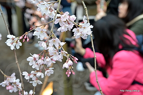 点灯直後の様子 - 六義園「しだれ桜と大名庭園のライトアップ」2016
